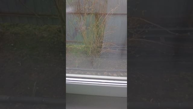 Room tour по моей комнате ( с Оскаром )