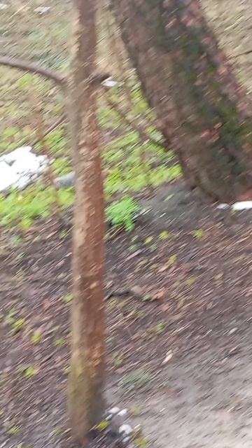 Подборка небольших зарисовок белочек у дальних кормушек (апрель 2026г.)