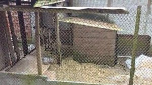 ДЭКА В ДОБРЫЕ РУКИ