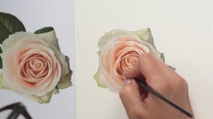 Как нарисовать белую розу акварелью