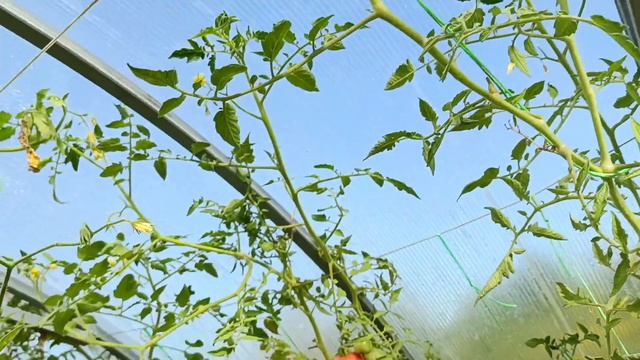 Томатомания. Томат "Фонари Фокина"