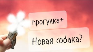 Прогулка+Новая Собака?