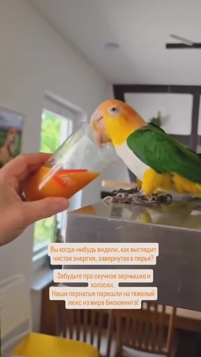 Попугаи на FitLine