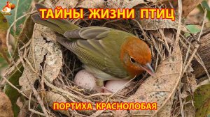 Тайны жизни птиц в природе – Порниха краснолобая