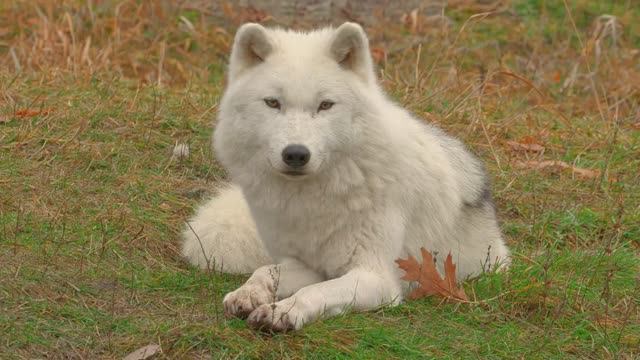 УСПОКАИВАЮЩАЯ ОЧЕНЬ КРАСИВАЯ РАССЛАБЛЯЮЩАЯ МУЗЫКА