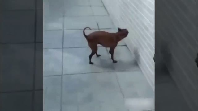 Смех с мехом))