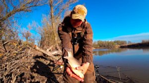 Сердце дикого леса! Удочка гнётся в дугу - сазаны и караси атакуют поплавок без остановки!