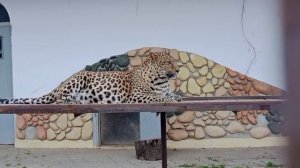 FZEK5002_Видео от Ивана 10.04.2026