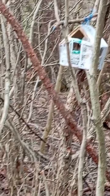 11.04.26. белочки прибежали к дальним кормушкам за орехами