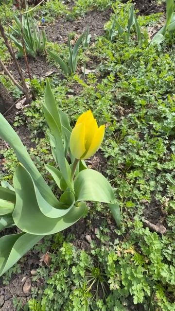 ДНР. Харцызск. Цветы у дома. 10.04.2026. Тюльпан. Эпизод 3