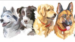 Межрегиональная выставка собак в Вологде.