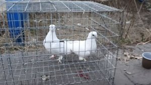 28.03.26. СБОРНАЯ ЯРМАРКА ГОЛУБЕЙ. МОСКВА.часть 1