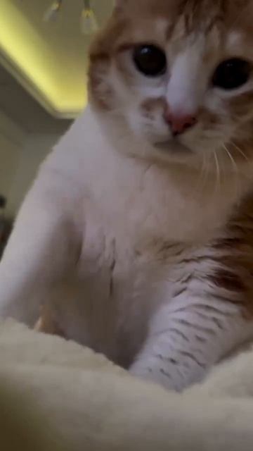 немного помурлыкай