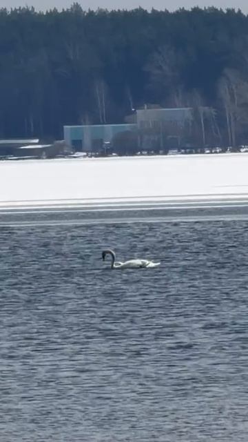 Пара лебедей прилетела на Шарташ!   И пусть в эту хмурую субботу вас порадует это теплое видео ❤️