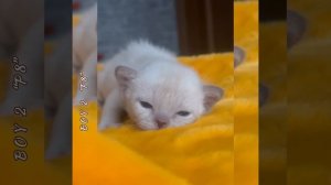 Шоколадный мальчик № 1 из помёта «Р8». Питомник бурманских кошек Freya Way*RU