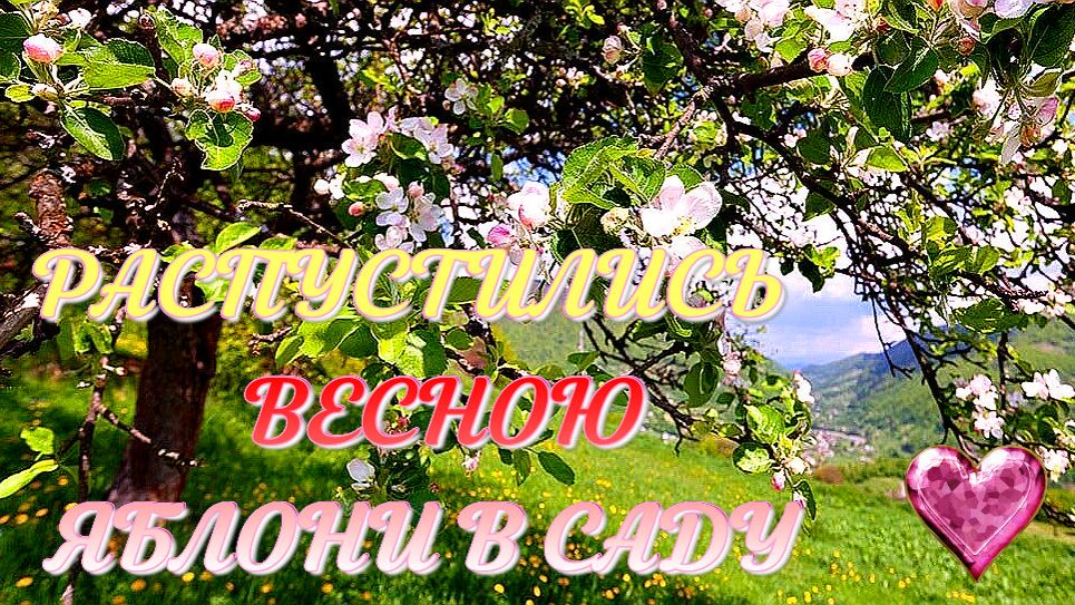 Распустились весною. яблони в саду (Авторская песня) - Музыкальный клип.