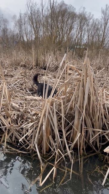 Собаки ищут добычу.