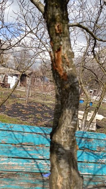 Зайцы в саду.