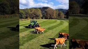 Для коневодства подсев трав универсальная notill Луговая травяная пастбищная