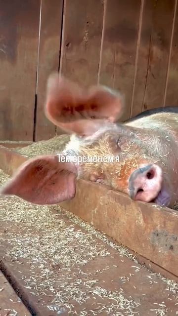 Немного про меня 😀 (  видео с моего старого канала )