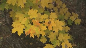 🍂"Осень" Таривердиева: музыка для снятия стресса и быстрого засыпания