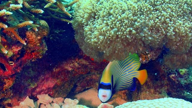 Чудеса голубой планеты. Семь континентов 5 серия (документальный сериал, 2011)