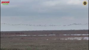 Охота на гуся - Подготовка к охоте. Не сидите дома