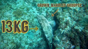 Подводная охота  / Краснопятнистый групер, 13 кг