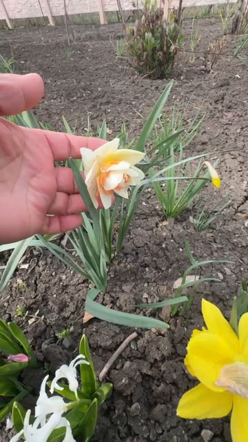 ДНР. Харцызск. Цветы у дома. 10.04.2026. Нарцисы. Эпизод 4