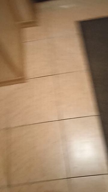 Такса Алиса знает когда убирать сапоги