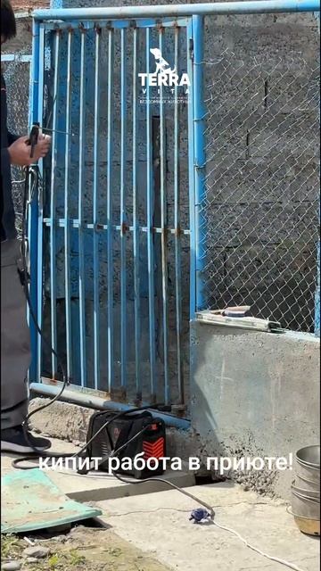 работа в приюте не прекращается