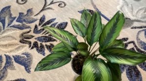 Семейство марантовых