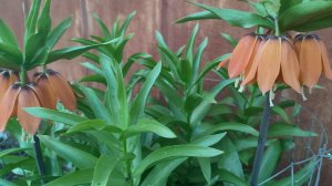 Со Светлой Пасхой. Был град. Жизнь станичная.