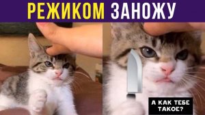 НЕ НАРЫВАЙСЯ, А ТО РЕЖИКОМ ЗАНОЖУ) Приколы с котами