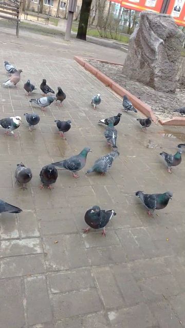 собака улыбака сиба приколы - собачий корм любят и голуби