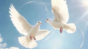 Песня "Белые голуби" муз. Ю. Н.Стасюка, сл. Е А Филипповой