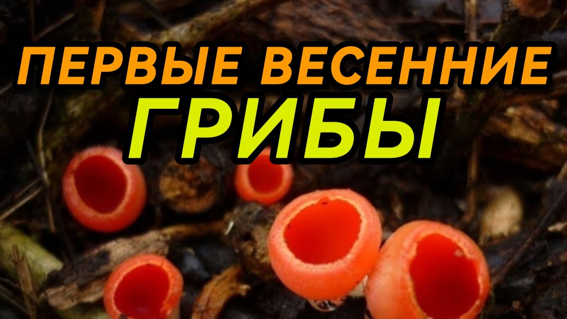 Какие грибы можно собрать ранней весной .