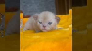 Тёмно-шоколадный бурманский котик мальчик № 2 из помёта «Р8». Питомник бурманских кошек Freya Way*R