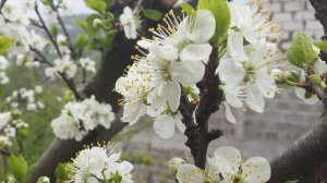 Весенняя дачная пора: Апрельские работы в саду, огороде и цветнике. Полный план работ на месяц