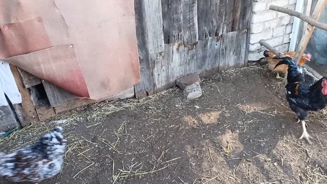 йодная шашка. Пересадка цыплят. Проветривание инкубаторов