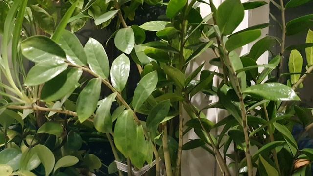 Да, грешен я...