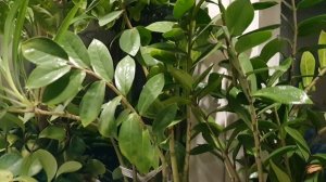 Да, грешен я...