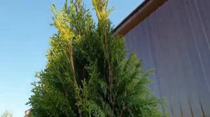 Посадили Туи Смарагд в Сибири Туя с Леруа Мерлен размер метр