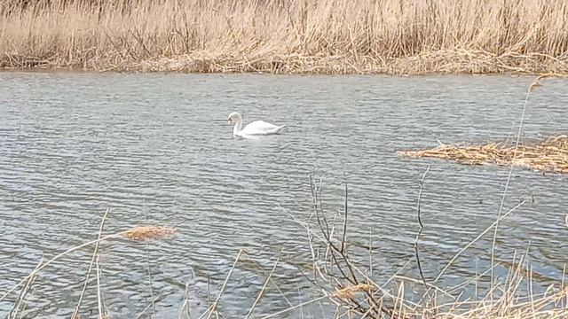 А белый лебедь на пруду 11-04-2026