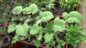 ТОМАТНОЕ ОКРУЖЕНИЕ испортило мне рассаду огурцов!