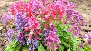 Самый неприхотливый многолетник для сада! Посадите в цветнике, возле дорожки или под деревьями