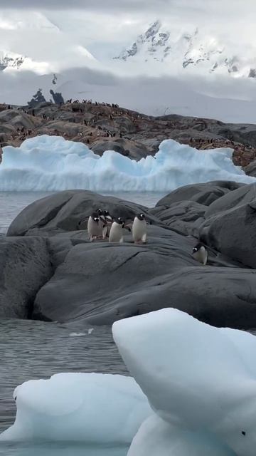 Добро пожаловать в Антарктиду, страну пингвинов