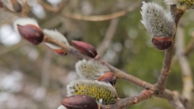 3253.mp4Весна.11 апреля,СУББОТА.