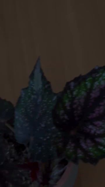 Магия Бегонии Африканские Джунгли