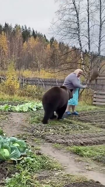 Незваный медведь? Бабуля говорит: нет